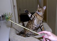 SierraGold Bengals, Gwenivere<br>